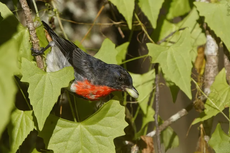 覓食中的啄花 Mistletoebird