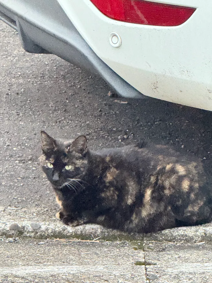 2026/01/26 散步看到的貓