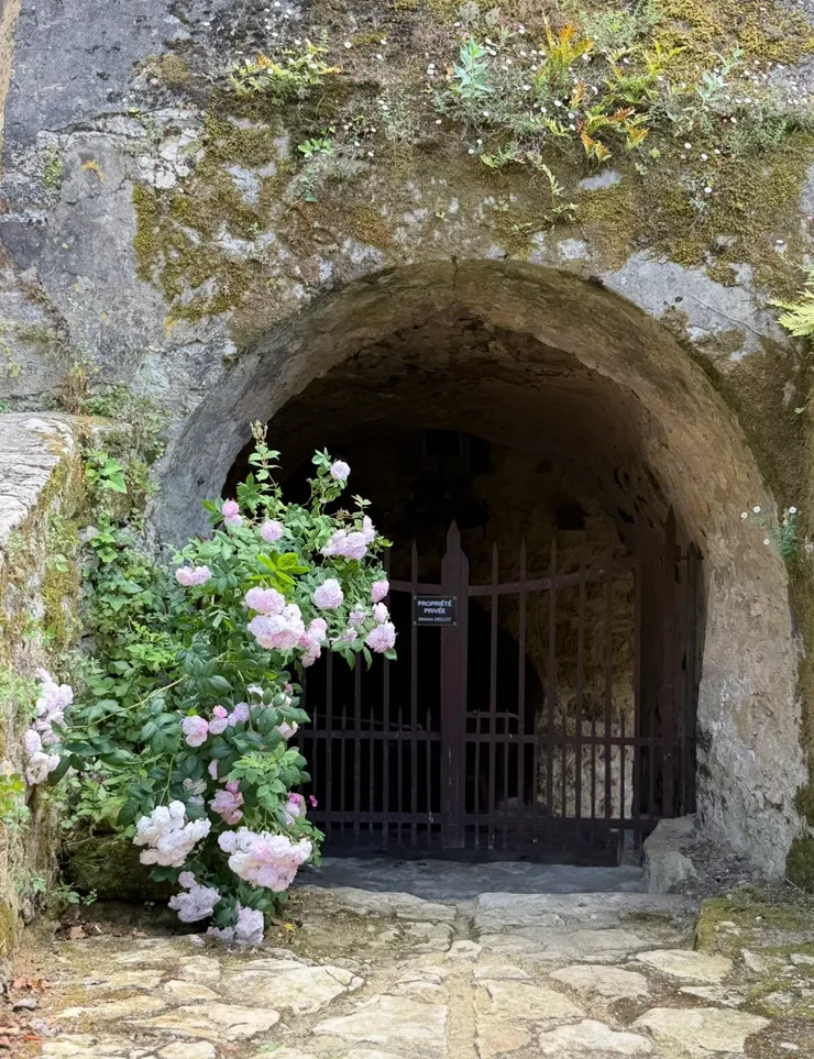 牆角的花最吸引我的視線