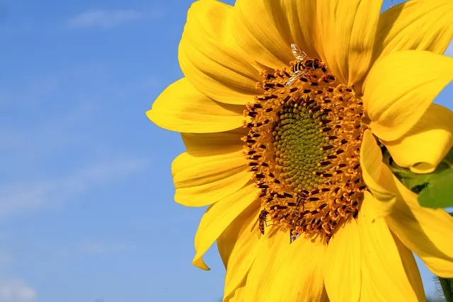 该图片由Сергей Шабанов在Pixabay上发布sunflower-7414213_640