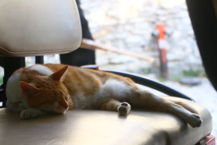 街貓，攝於Safranbolu