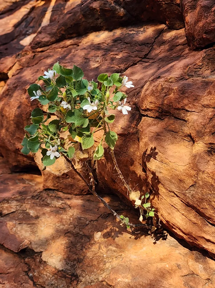 就讓生長在岩石縫中求生存的小花草做結尾吧!