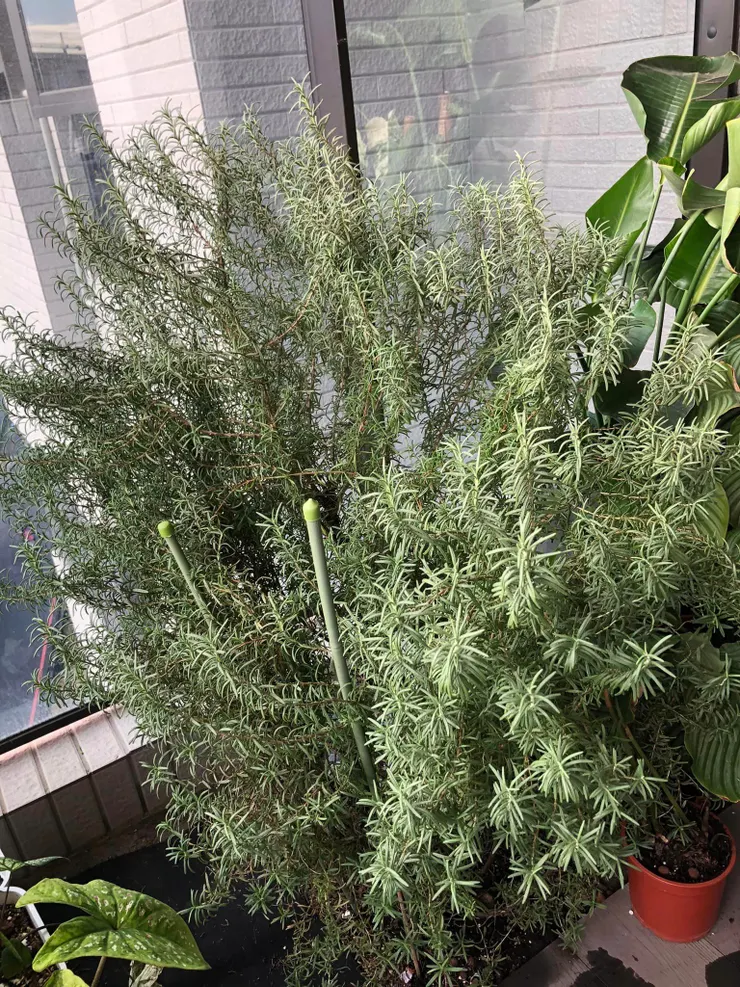 半地植的迷迭香