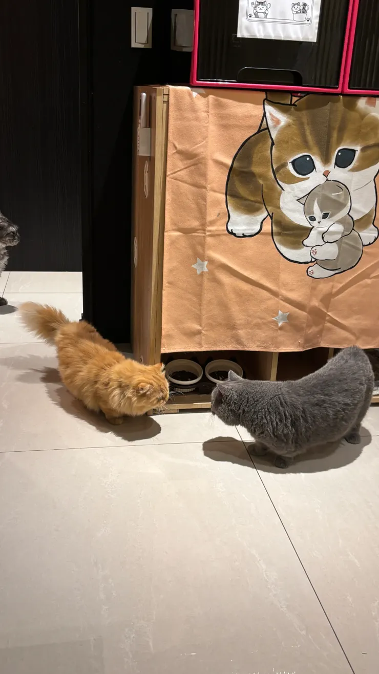 喵喵有約｜小短腿