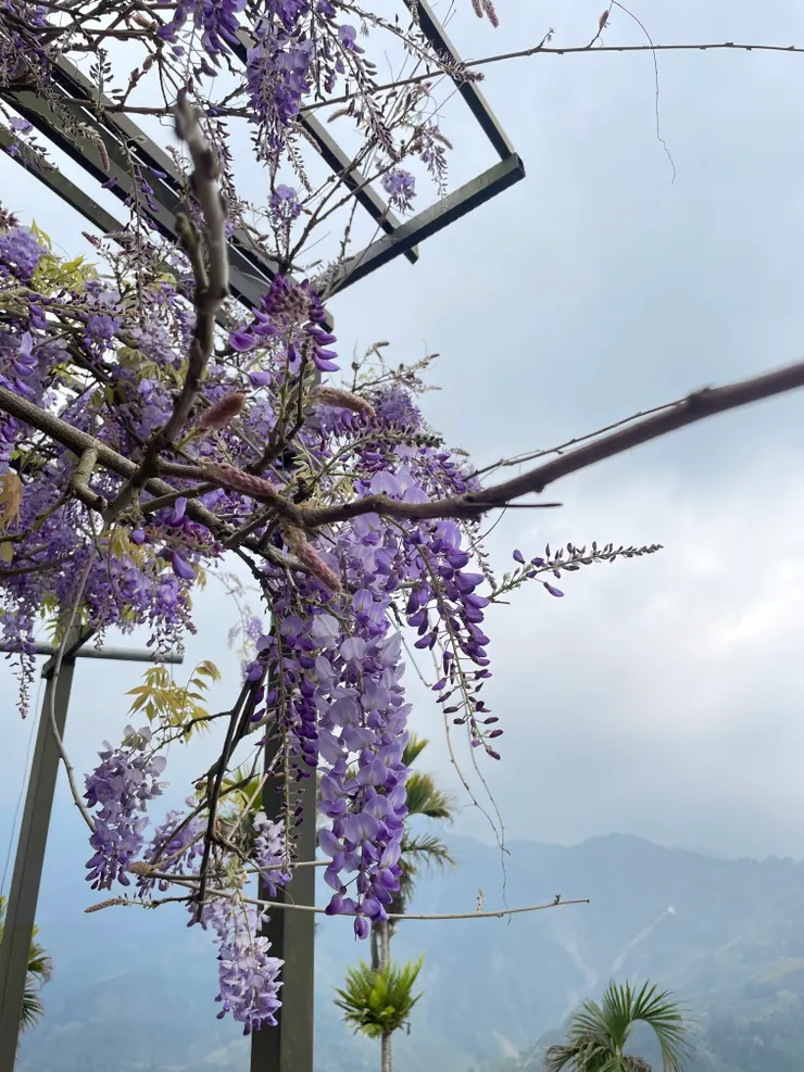 瑞里茶壺紫藤花花廊搭配山景別有風味