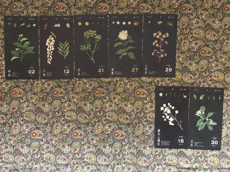 冠軍交給蓮霧，特別收錄終於有了櫻花的影子。