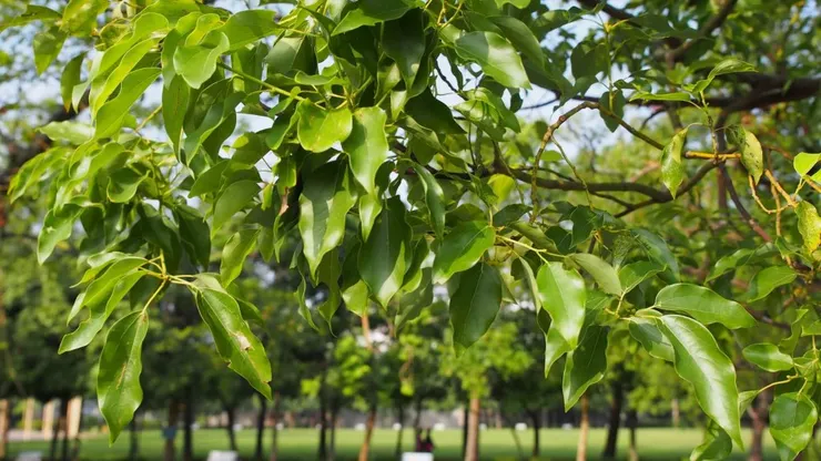 樟樹（別名本樟、山屋樟、栳樟）是江西省樹，深受贛人喜愛