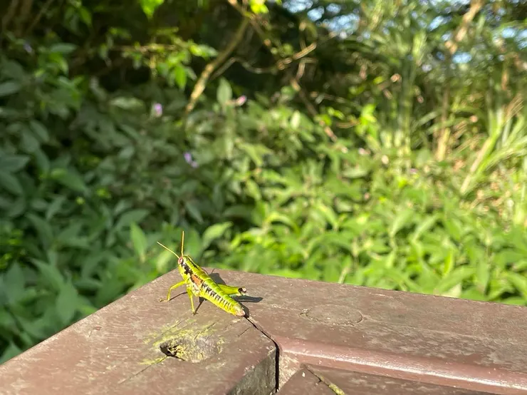 遇到的可愛昆蟲