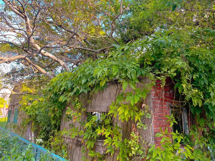 桃農校園內被綠意覆蓋的建築