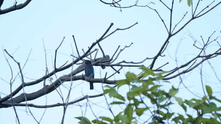 有點傻氣的三寶鳥