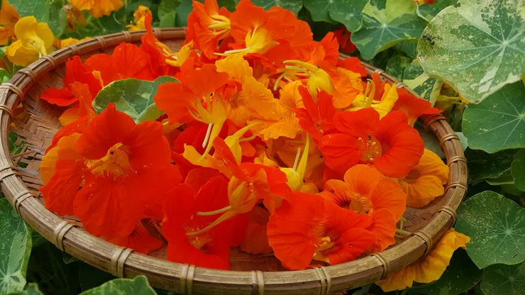 色彩繽紛、口味清爽嗆辣的金蓮花 是春日花花沙拉盤上最耀眼的存在