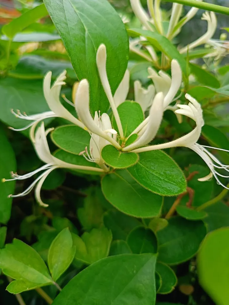 剛綻開的忍冬花為白色的-銀花