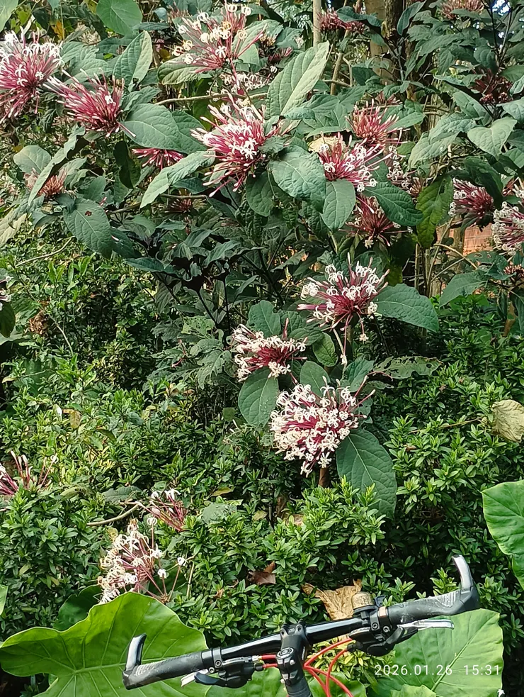 銀火樹，皆自拍攝