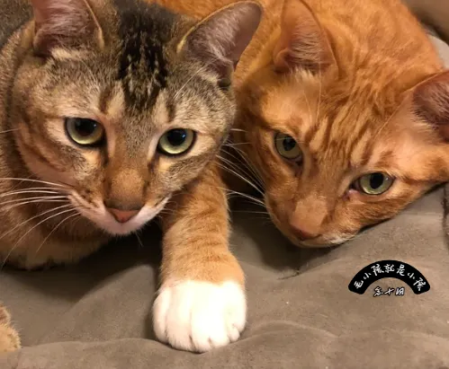 貓奴必讀的居家嗅覺安全指南（精油、清潔劑黑名單）【毛毛邏輯PetLogic】