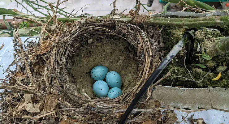 藍色鳥蛋，又被稱作蒂芬妮藍