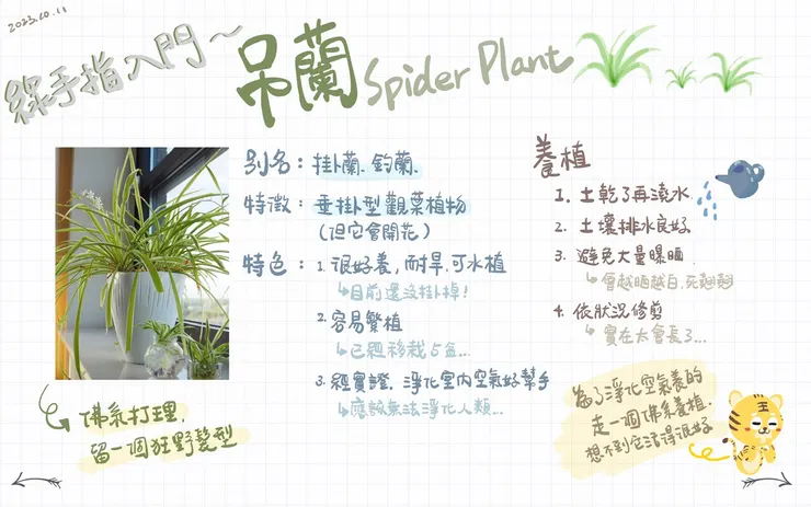 一張圖說說佛系種植吊蘭