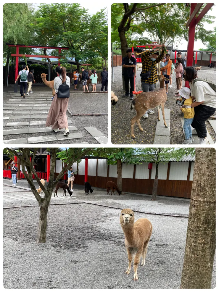 看羊駝呆萌的樣子迎接大家，實在太可愛了！