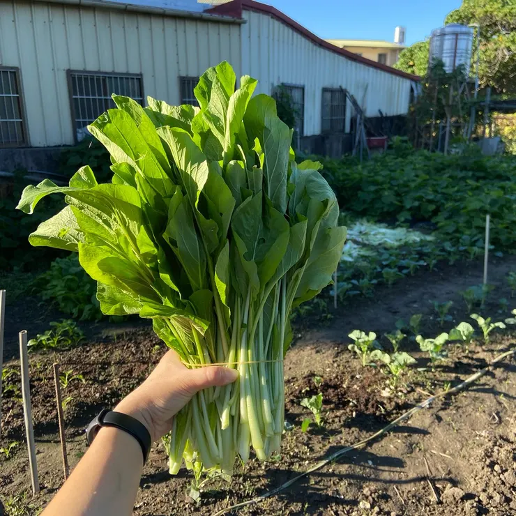 自己種的最安心