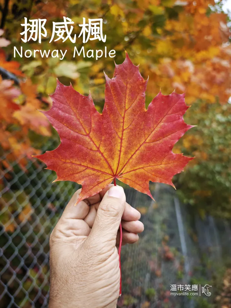 挪威楓，葉形較寬，形狀與糖楓類似，常被搞混