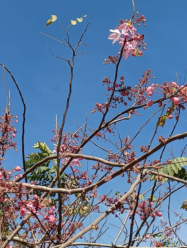 野曠催情三月粉紅陣雨樹花開早，自拍攝