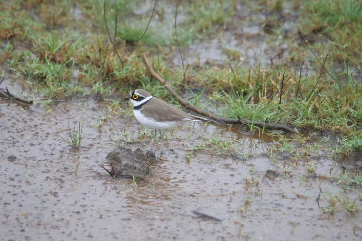 Little Ringed Plover