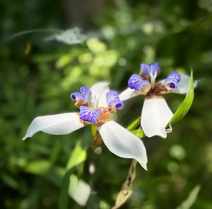 巴西鳶尾花，又稱一日花，綻放後一日凋謝🥹