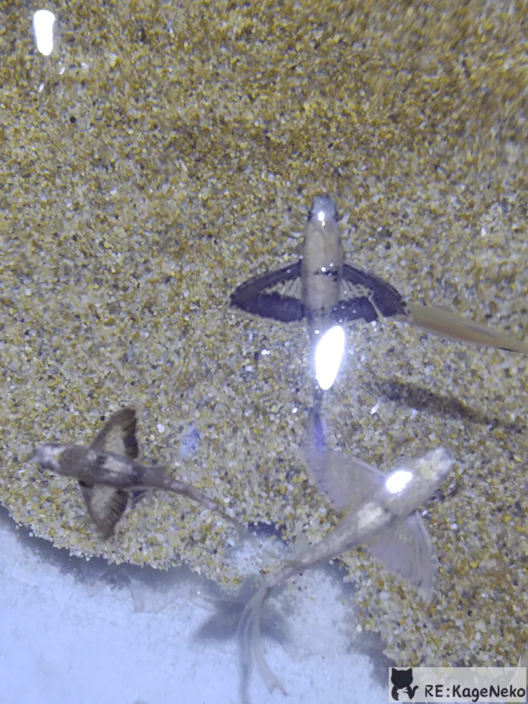 翅膀很漂亮的魚