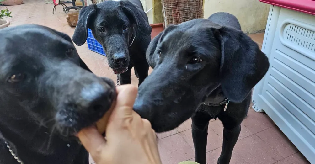 APiBi日常生活札記