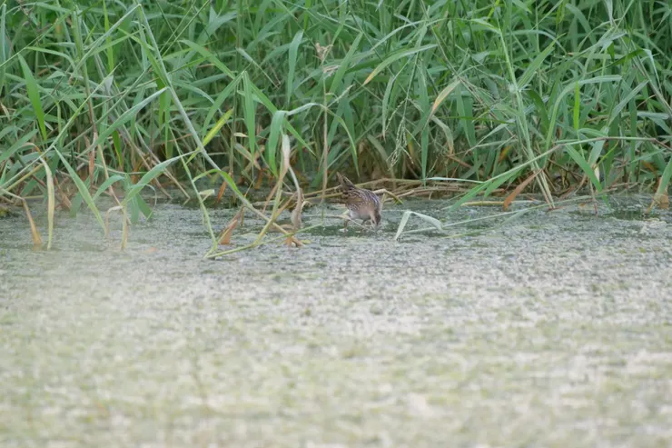 太陽差不多下山才出來