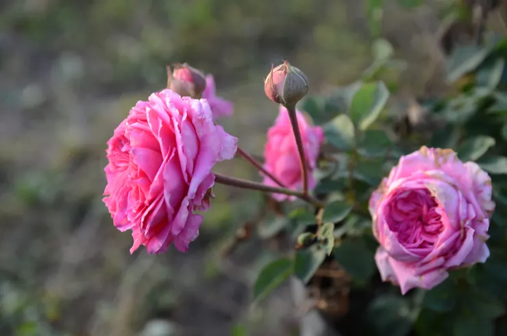 開始的花型是向內凹的古典深杯款式(右)，但隨著花朵的盛放，內層花瓣不斷外翻，就形成四分簇生的淺杯款式(左)。