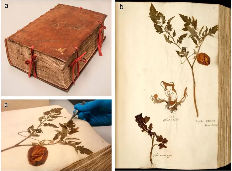 En Tibi。圖片來源：期刊