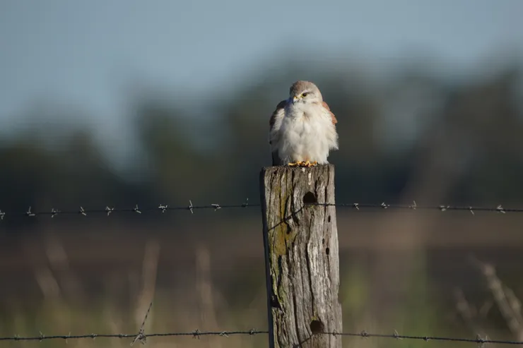 Nankeen Kestrel