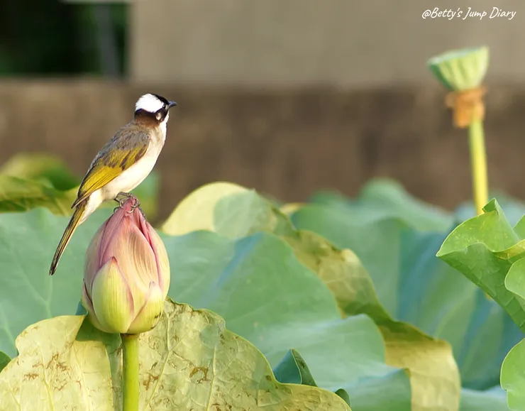 ▲2024桃園蓮花季/圖片來源:Betty's Jump Diary
