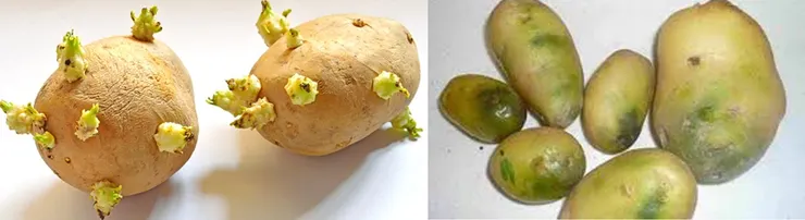 發芽及綠變的馬鈴薯不可食用