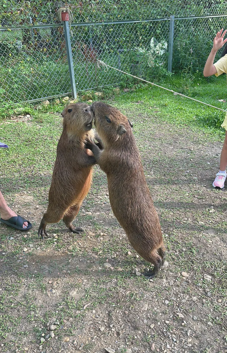 打架啦~用短短的前腿踢來踢去,超級可愛~~