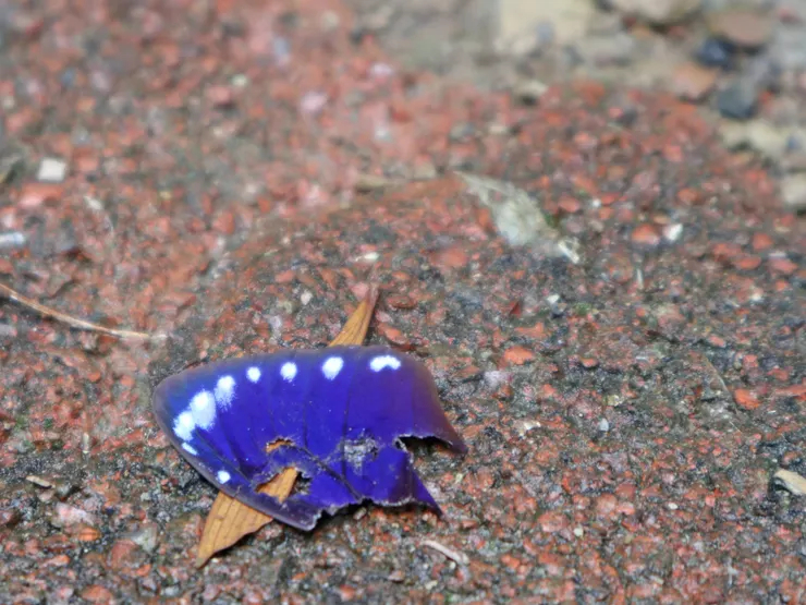 茂林國家風景區-路上發現破損的蝶翼。