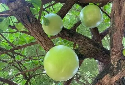 葫蘆樹(Crescentia cujete)