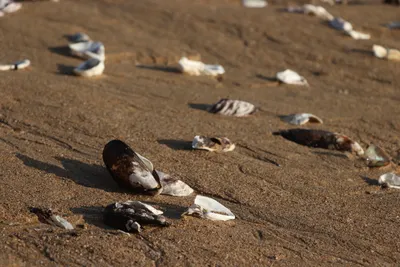 《放牧週記》12月更新調整及專欄預計停更日期