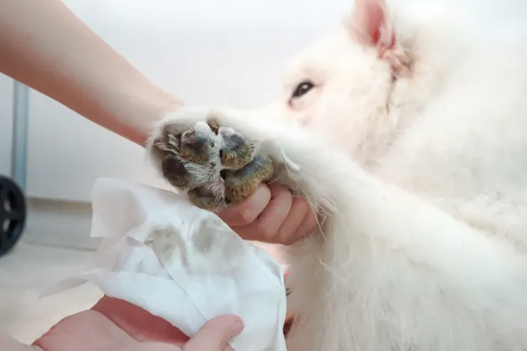 圖說：除臭抑菌濕紙巾，99.9%抑菌防黴，且無香精、無酒精，一擦即告別屎尿臭味，是寵物濕紙巾推薦首選。（資料來源：臭味滾）