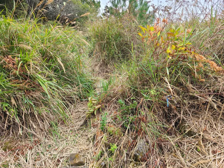 不起眼的小藍路條指引