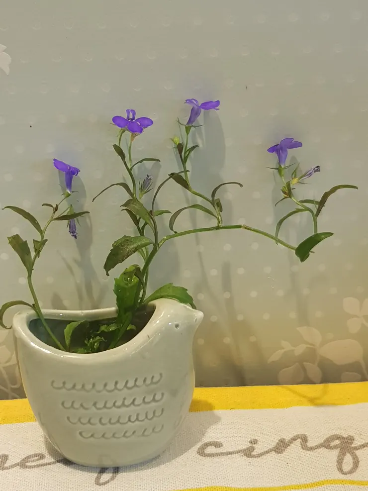 愛上六倍利是個美麗的意外，本來放在室外養，只覺得它花色很美，花朵小小的很可愛，但是，有天風大，枝梗細軟的它，被風吹斷了幾根，心疼之餘，剪下插在花器中，因為近距離看它，吃早餐有了它陪伴，餐桌也變得風雅，意外發現它很耐，放在水中養了好多周，勤換水下，它竟還陸續開花！人生就是這樣，平日捨不得剪下花，如果不是風吹意外，也不會看到它的軟中卻帶著生命韌性的一面！