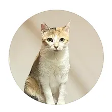 鄰家小貓2 ｜小布丁為何這樣 IG