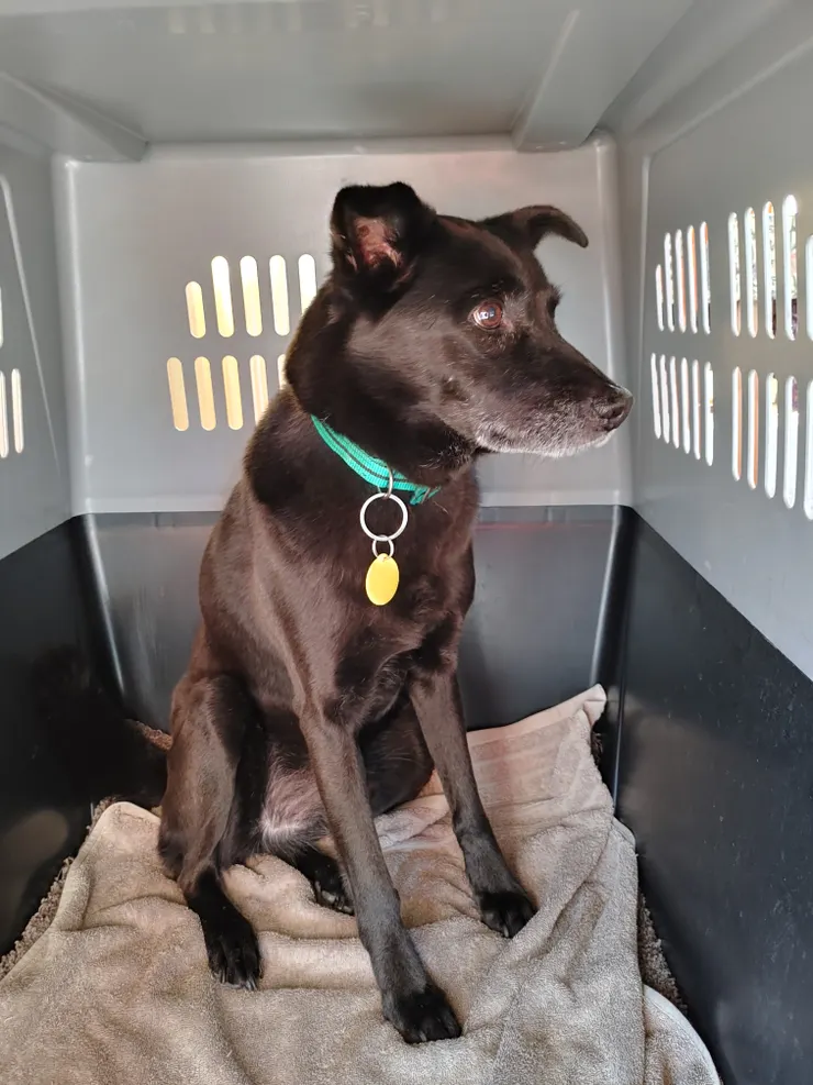 朋友進入家門前，得請魁魁先進狗龍。牠看起來有點無辜