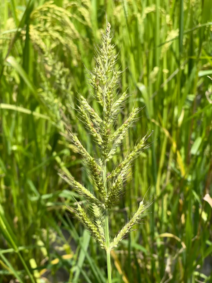 其實敵人細看之下還蠻美的耶(誤)