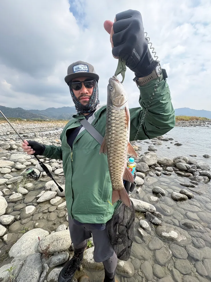 在大甲溪的第一隻捲仔~良型有45cm，之前都是在山澗釣到20cm左右的奶捲