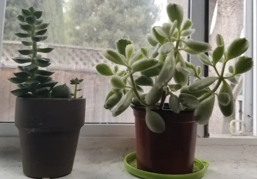 這段陪我寒窗苦讀的日子，小熊和小壯也長大了許多