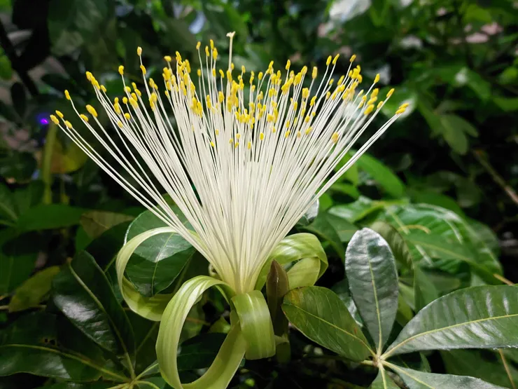 馬拉巴栗屬於「夜香型」植物。為了引導遠方的天蛾，它在入夜後會大量釋放揮發性分子