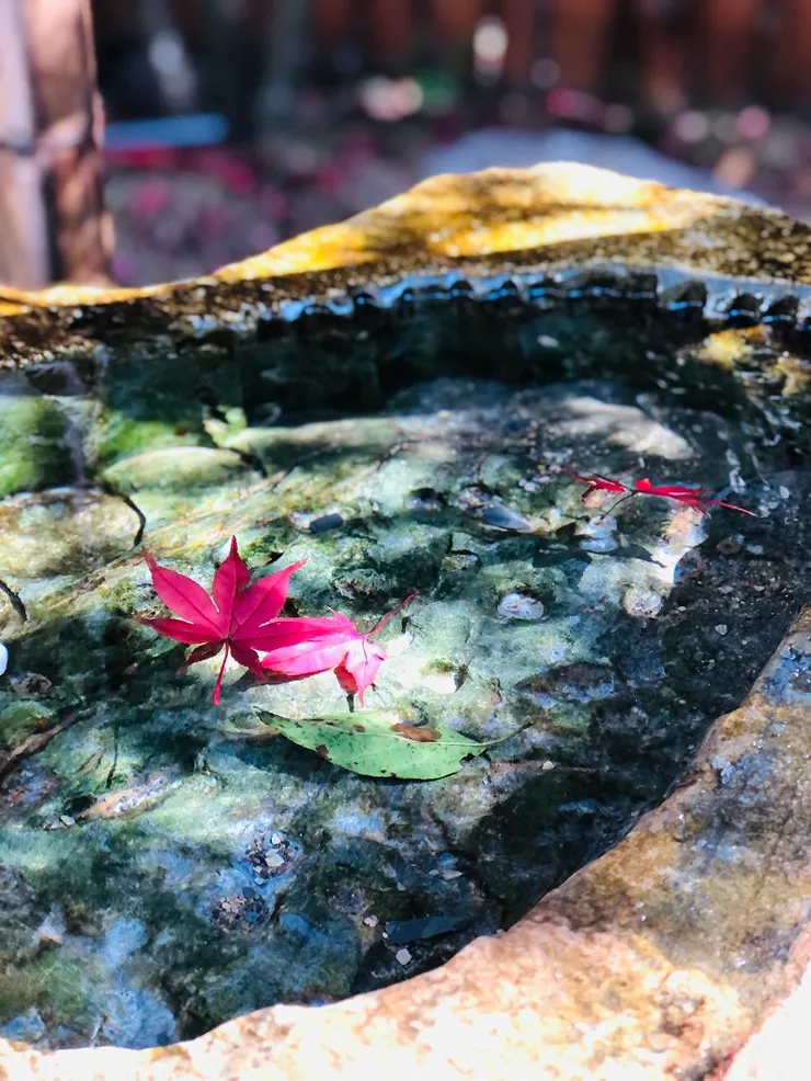 飄浮在水面上的楓葉