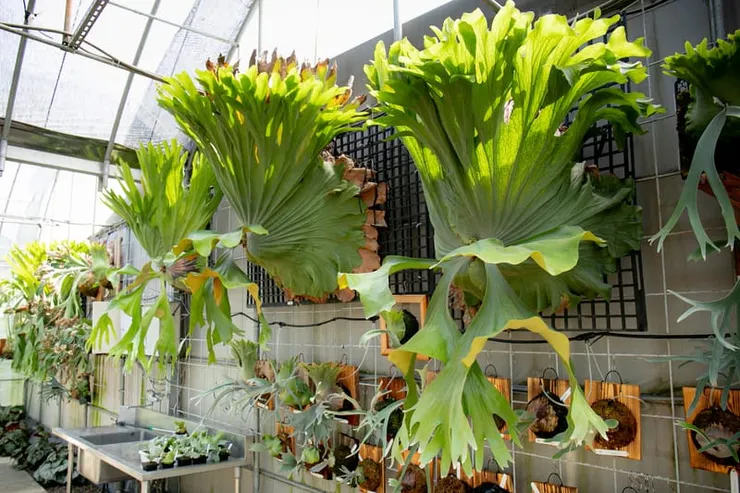 鹿角蕨Platycerium