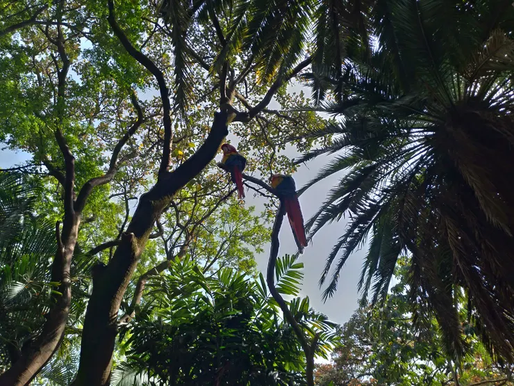 因為沒網子，原生鳥類可以來去自如，但住園區有吃有睡太爽了